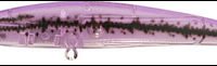 Strike Pro wobbler 10,5cm 11g c224guv 0572.224g