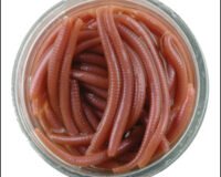 Berkley 21 Gulp Alive Earthworms 1140586
